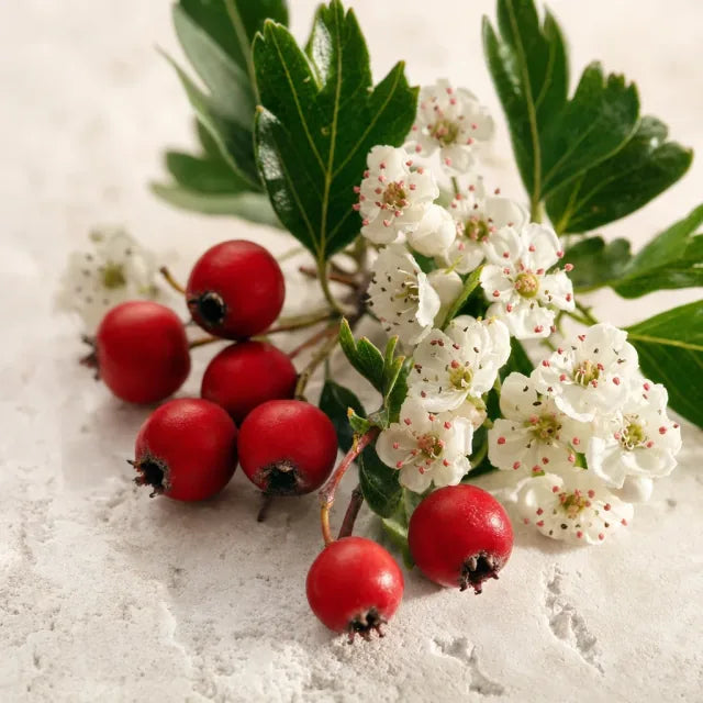 Aubépine - Crataegus (fleurs et feuilles)