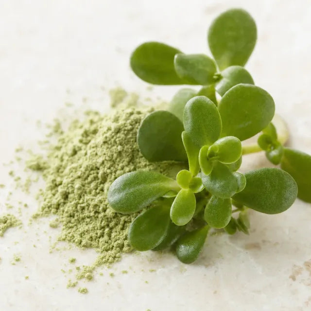 Bacopa - Bacopa monnieri
