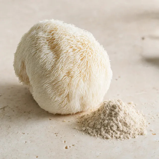 Lion's Mane (Hericium erinaceus) - Hericium erinaceus