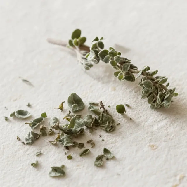 Origan - Origanum vulgare
