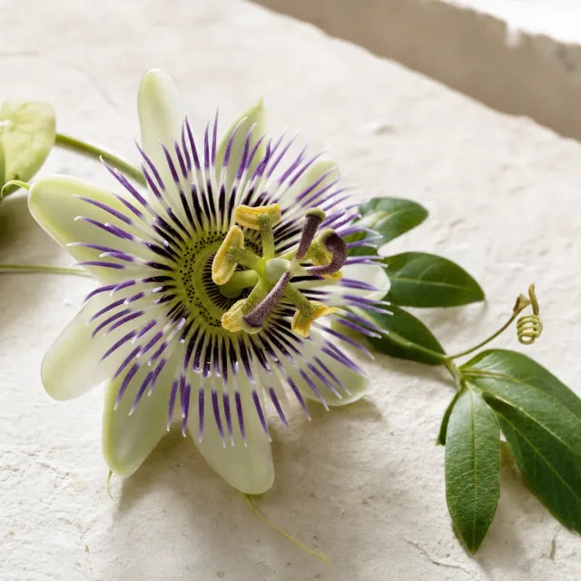 Passiflore - Passiflora incarnata