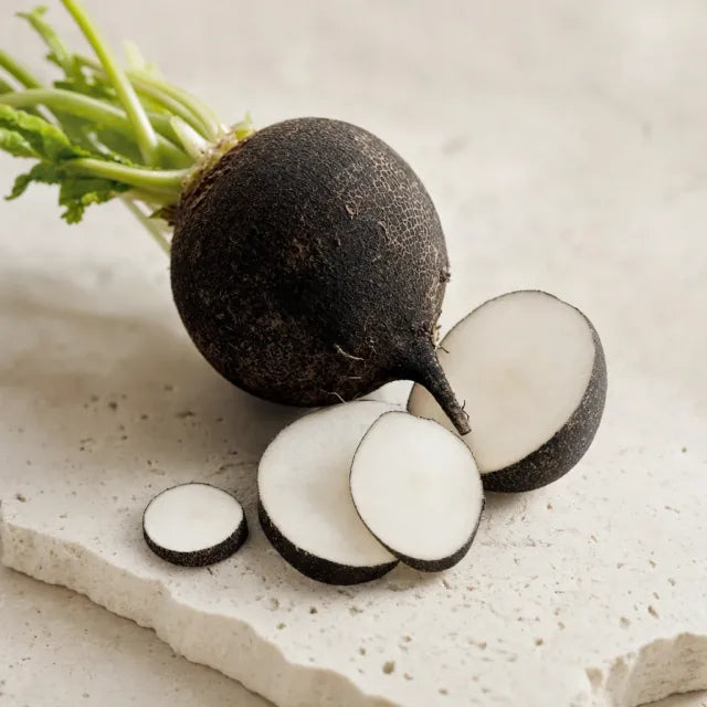 Radis noir - Raphanus sativus var. niger